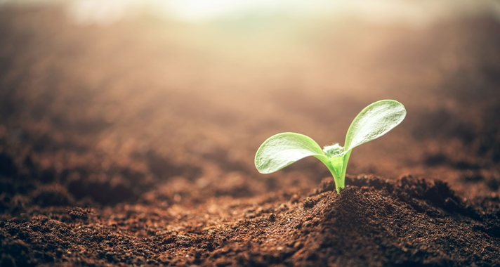 Leaves sprouting up from soil