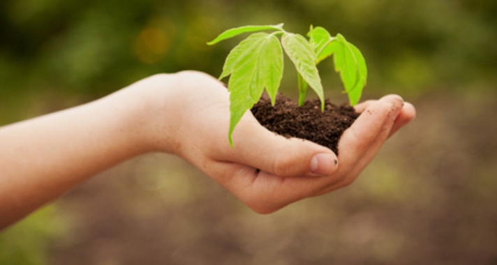 Handful of soil sprouting growth